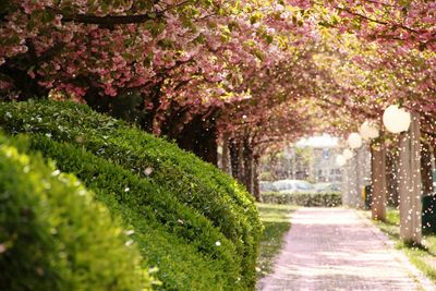 Footpath amidst trees