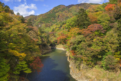 Scenic view of river amidst trees in forest