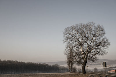 Bare trees on field