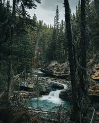 Scenic view of river amidst trees in forest