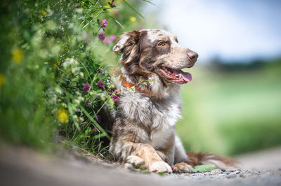 Close-up of dog