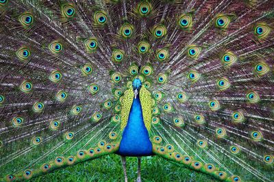 Close-up of peacock feathers