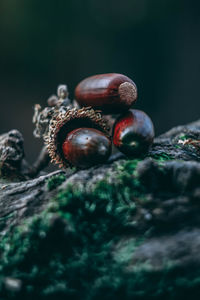 Close-up of mushrooms