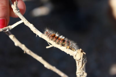 Close-up of hand feeding