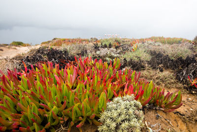 Close-up of cactus plant growing on field against sky