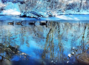 Birds swimming in lake during winter