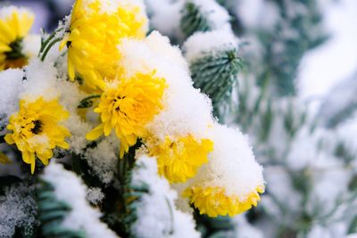 Close-up of snow on yellow flower