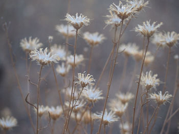 Close-up of flowering plants on land