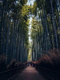 Road amidst trees in forest