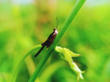 Close-up of insect on grass