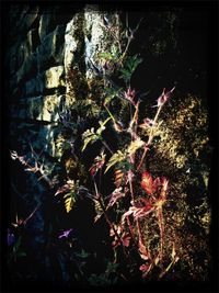 Plants growing on tree