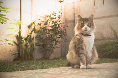 Close-up portrait of cat