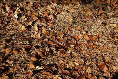 Full frame shot of dry autumn leaves