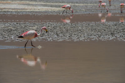 Flamingos in lake