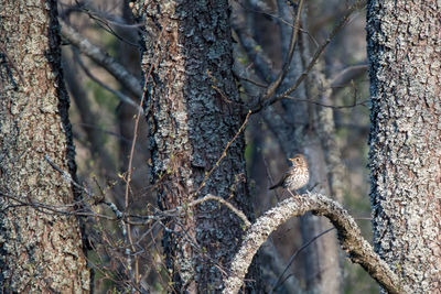 Bird perching on a tree