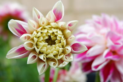 Close-up of pink dahlia