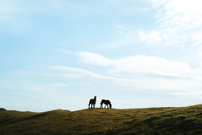 Horses roaming free on a mountain, ganekogorta, bilbao spain