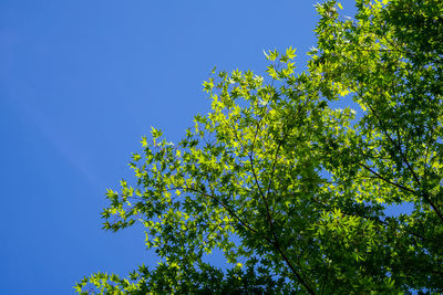 Low angle view of tree against clear blue sky