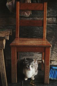 Portrait of cat sitting on wood