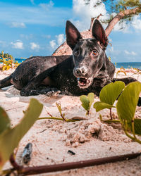 A black puppy is playing and having fun at the beach.