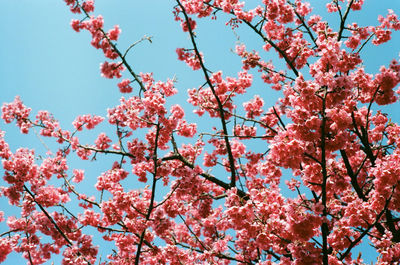 Low angle view of pink flowering tree against sky