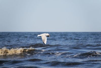 Seagull on sea shore against clear sky