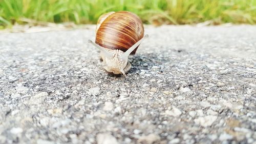 Close-up of snail