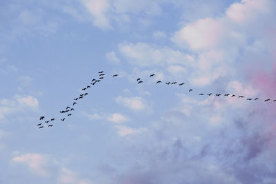 Low angle view of birds flying in sky