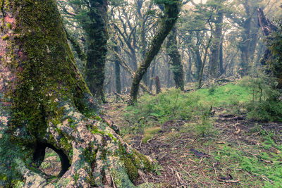 Trees growing in forest