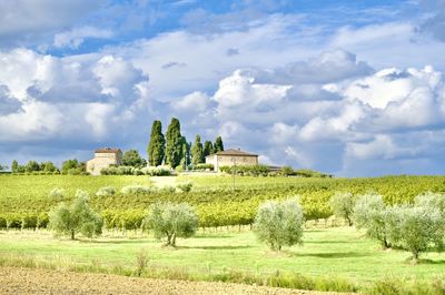 Scenic view of field against sky