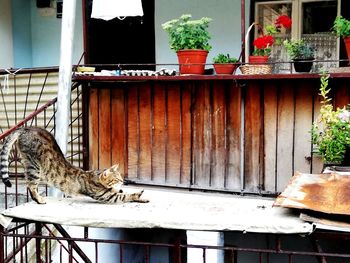 Potted plants on table against building