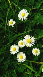 Close-up of white daisy flowers