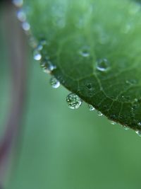 Close-up of water drops on plant leaves