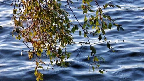 High angle view of branch over lake