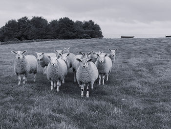 Sheep in a field