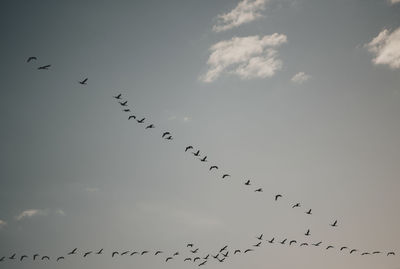 Low angle view of birds flying in sky