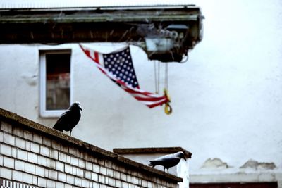 Bird against built structure