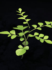 Close-up of plant against black background