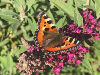 Close-up of butterfly pollinating on flower