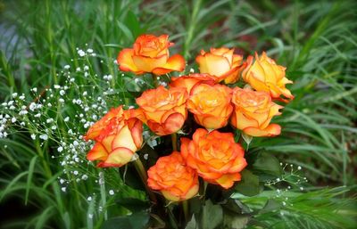 Close-up of orange flowers blooming outdoors