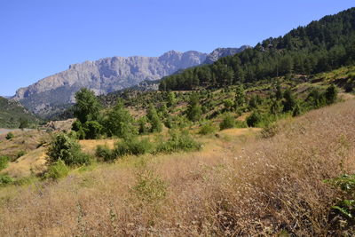 Scenic view of tree mountains against clear blue sky