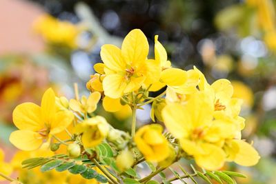 Close-up of yellow flowering plant