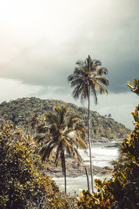 Scenic view of palm trees against sky