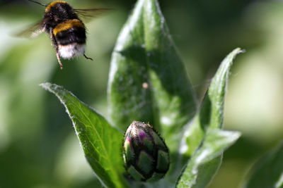 Close-up of insect on flower
