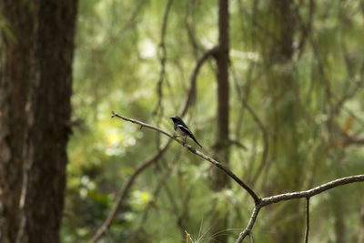 Close-up of bird perching on tree