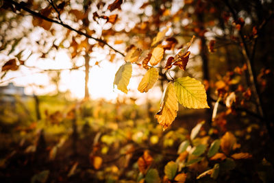 Close-up of autumn leaves on tree