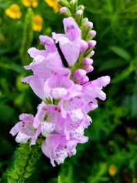 Close-up of flowers blooming outdoors