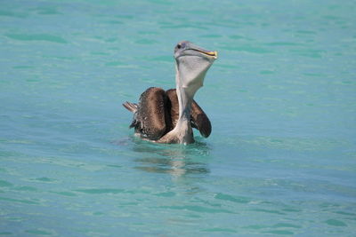 Bird swimming in water