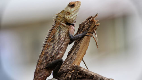 Low angle view of chameleon on plant