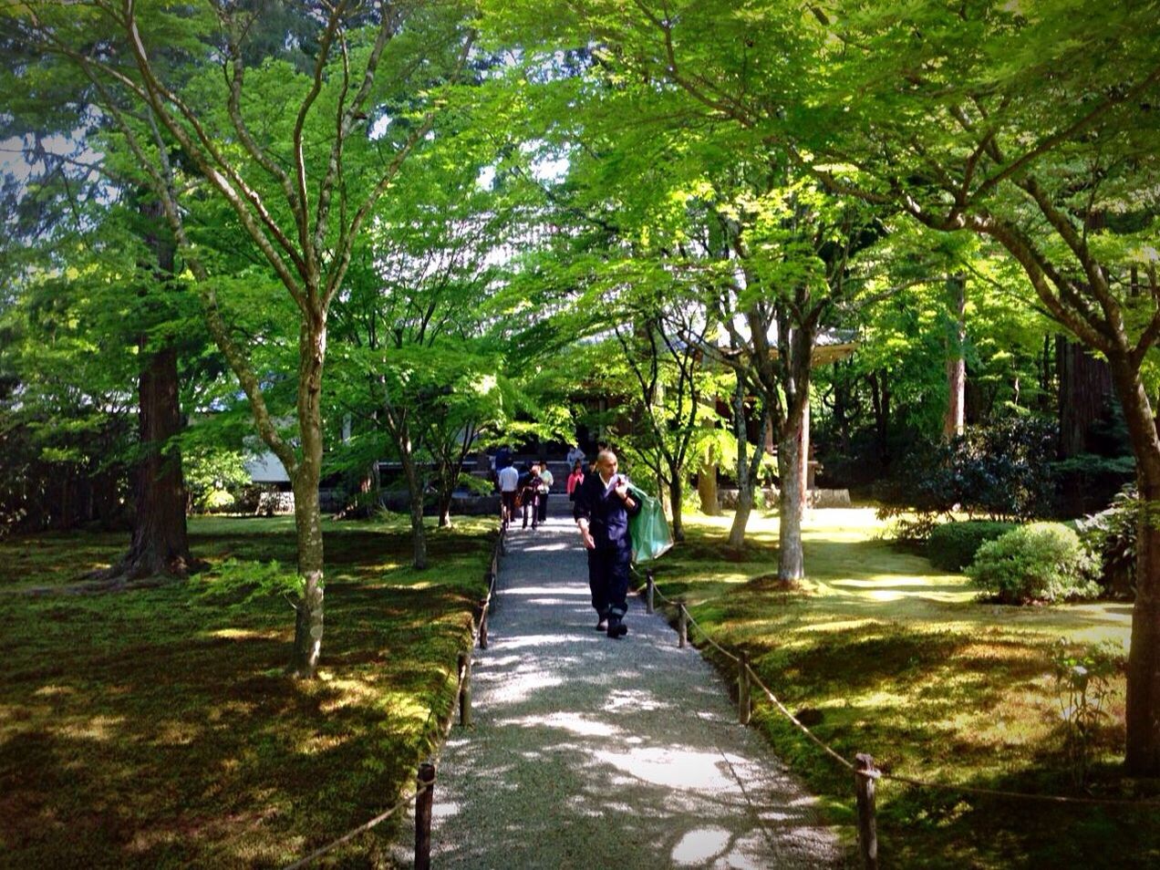 tree, men, walking, the way forward, person, growth, lifestyles, leisure activity, green color, rear view, park - man made space, transportation, footpath, full length, nature, sunlight, medium group of people, branch, group of people